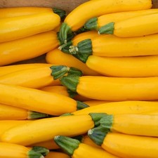 Courgette yellow golden for sale  STOWMARKET