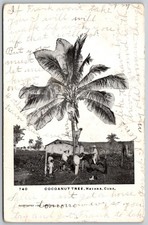 Cartão postal antigo de 1907 Coqueiro Havana Cuba Trabalhadores 9846 comprar usado Cartão postal antigo de 1907 Coqueiro Havana Cuba Trabalhadores 9846 comprar usado  Enviando para Brazil