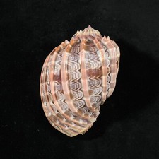 Harpa cabriti, Madagascar, 99,6mm, F+++, ESPÉCIME GRANDE! comprar usado Harpa cabriti, Madagascar, 99,6mm, F+++, ESPÉCIME GRANDE! comprar usado  Enviando para Brazil