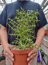 Euphorbia stenoclada plant usato  Casatenovo