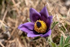 Pulsatilla chinensis chinese for sale  Massillon