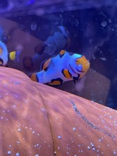 Picasso mask clownfish for sale  Homestead