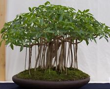 Samen zimmer bonsai gebraucht kaufen  Calw