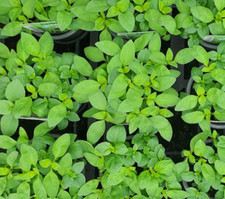 Basil bush aromatic for sale  WORKSOP