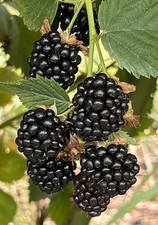 Organic blackberry bare for sale  Crofton