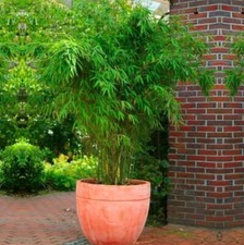 Bamboo plant hardy for sale  ROCHESTER