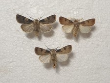 Agrotis puta top gebraucht kaufen  Guben
