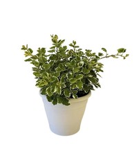 Pianta incenso. plectranthus usato Pianta incenso. plectranthus usato  Italia