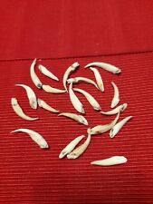 Lot dents sanglier d'occasion  Dun-sur-Auron