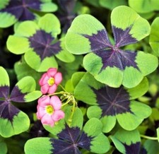 Iron cross shamrock for sale  Russell