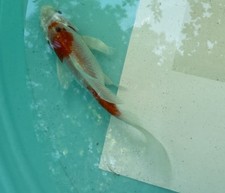 Butterfly koi sale for sale  Salt Lake City
