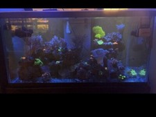 120 gallon aquarium for sale  Largo