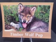 Postcard timber wolf for sale  Batavia