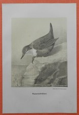 Schmätzer saxicolinae wassers gebraucht kaufen  Lauenburg/ Elbe