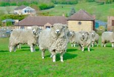 Lincoln longwool raw for sale  UK