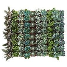 Shop succulents blue for sale  Miami