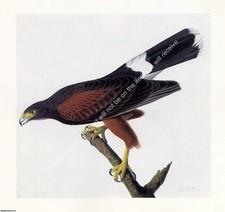 Print harris hawk. for sale  SHREWSBURY