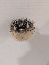 Real vintage taxidermy for sale  Reinholds