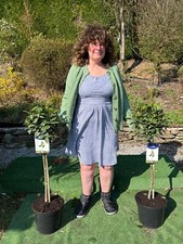 Pair bay trees for sale  MACCLESFIELD