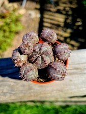 Euphorbia pseudoglobosa succul for sale  CLACTON-ON-SEA