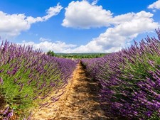 Live grosso lavender for sale  USA