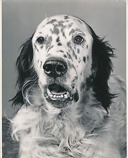 Setter anglais 1950 d'occasion  Ballon