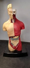 Human body anatomy for sale  BASILDON