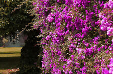 Semi rosa viola usato  Trappeto