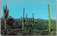 Postcard vintage saguaro for sale  Fort Worth