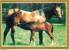 Animaux chevaux jument d'occasion  Fruges