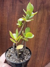 Three crassula ovata for sale  San Diego