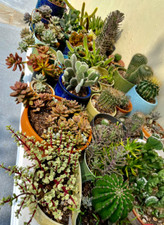 Beautiful colorful healthy for sale  Houston