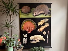Używany, Vintage JEŻ szkolny wykres autorstwa Jung Koch Quentell lniany plakat 1973 na sprzedaż  Wysyłka do Poland