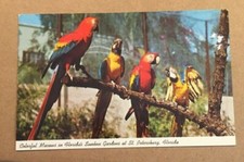 CARTÃO POSTAL USADO 1968 - ARARAS COLORIDAS, JARDINS AFUNDADOS, ST. PETERSBURG, FLA comprar usado  Enviando para Brazil