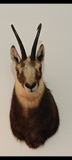Taxidermie taxidermy trophées d'occasion  Échirolles
