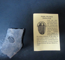 Fossil trilobite elrathia for sale  Scranton