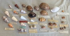 seashell collection for sale seashell collection for sale Wilmington