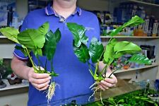 Large anubias barteri for sale  SCUNTHORPE