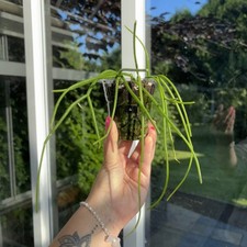 Mistletoe cactus rhipsalis for sale  WELWYN