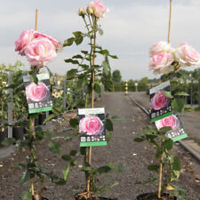 Rose eden rose for sale  IPSWICH