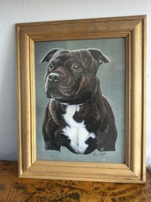 Large staffordshire bull for sale  BIRMINGHAM