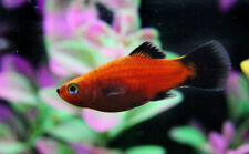 Red wagtail platy for sale  HARROW