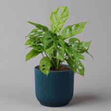 monstera pflanze ubertopf gebraucht kaufen monstera pflanze ubertopf gebraucht kaufen Deutschland