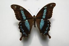 Papilio hornimanni butterfly for sale  LIVERPOOL
