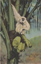 1951 monkey jungle for sale  Drums
