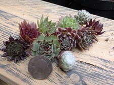 Mixed selection sempervivum for sale  KING'S LYNN