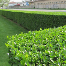 Green privet ligustrum for sale  UK