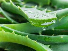 Bio foglie fresche usato  Modica