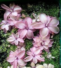 Pinguicula seductora for sale  CARDIFF