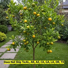 Limequat tree live for sale  Vero Beach